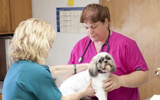 Dr. Brenda of The Incredible Dr. Pol examining a dog
